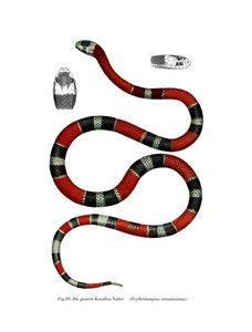 Serpiente de Collar Común de German School