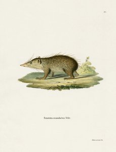 Tenrec común de German School