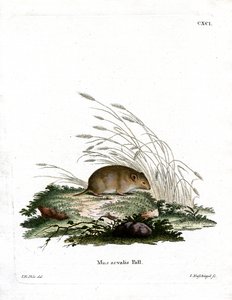 Vole Común de German School