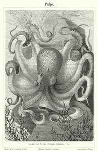 Pulpo común de German School
