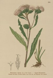 Saussurea común (Saussurea alpina) de German School