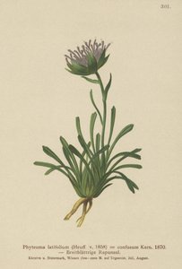 Rampion confuso (Phyteuma confusum, Phyteuma latifolium, Phyteuma hemisphaericum ssp. confusum, Phyteuma nanum) de German School