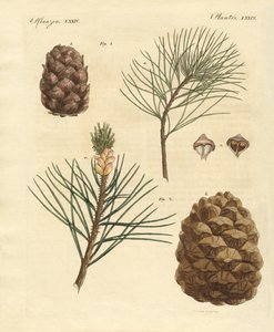 Bosques de coníferas con frutos comestibles de German School