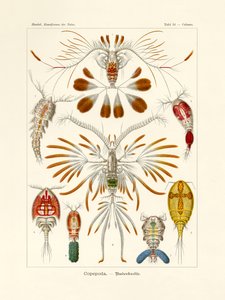 Copepoda de German School