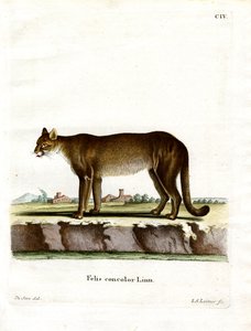 Puma