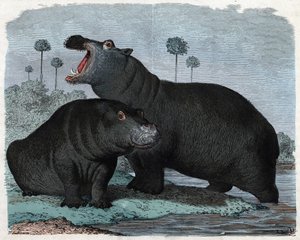 Pareja de hipopótamos. En “Wenn Jemand eine Reise thut, so kann er was erzählen” (Cuando alguien viaja, esto es lo que puede contar), cuento alemán de Franz Wiedemann de German School