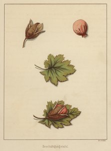 Manualidades (litografia a color) de German School