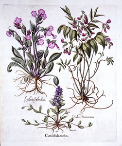 Bugula Rastrera, Vicia de Primavera y Silene Roja, de Hortus Eystettensis, por Basil Besler, pub. 1613