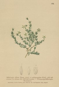 Sandwort rastrero de German School