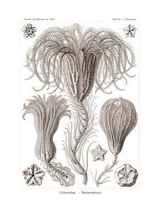 Crinoidea, 1899-1904 de German School