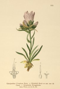 Campanilla croata (Edrajanthus Croaticus, Edraianthus croaticus, Edraianthus Kitaibellii, Edraianthus graminifolius, Edraianthus albanicus, Wahlenbergia graminifolia) de German School