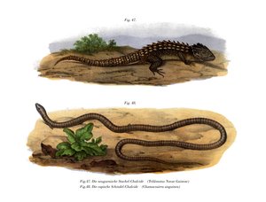 Skink cocodrilo de German School