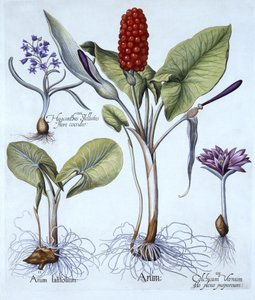 Arum maculatum, Colchicum vernum, Scilla, de Hortus Eystettensis, por Basil Besler (1561-1629), pub. 1613