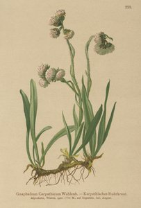 Hierba de cudweed (Gnaphalium Carpathicum) de German School