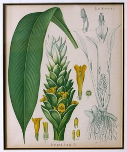 Curcuma longa (cúrcuma) de Plantas Medicinales de Kohler por Franz Eugen Kohler de German School