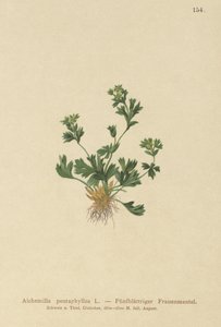 Alquimila de hojas cortadas (Alchemilla pentaphyllea)
