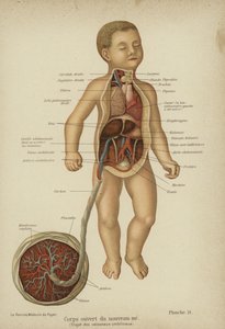 Diagrama en corte mostrando los órganos internos de un recién nacido y su cordón umbilical de German School
