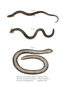 Bachia de Cuvier de German School