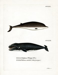 Ballena de Pico de Cuvier de German School