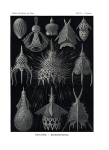 Cyrtoidea, 1899-1904 de German School
