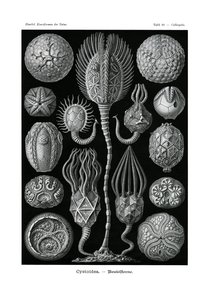 Cystoidea de German School