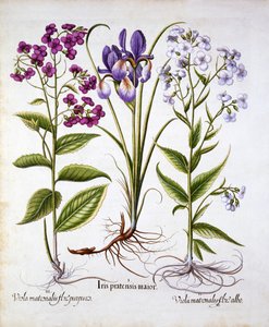 Violeta de Damas y un Iris de Campo, de Hortus Eystettensis, por Basil Besler, pub. 1613