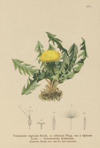 Diente de león (Taraxacum nigricans, Taraxacum officinale var. Alpinum)