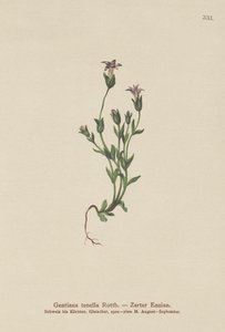 Genciana enana de los daneses (Gentiana tenella, Gentianella tenella, Comastoma tenellum) de German School