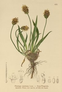 Llanten oscuro (Plantago atrata, Plantago montana) de German School