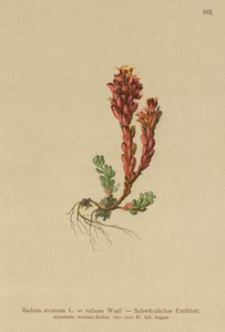 Sedum oscuro (Sedum atratum, Sedum rubens) de German School