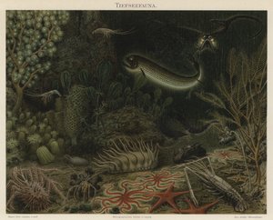 Fauna de aguas profundas (litografía en color)