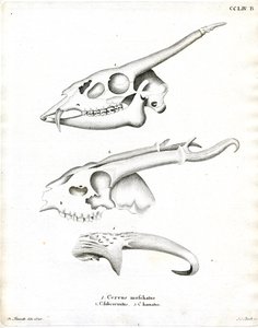 Astas de Ciervo