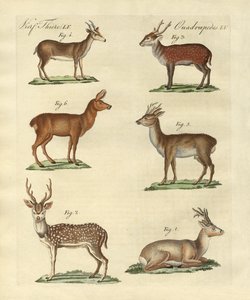 Ciervos y cervatillos de German School
