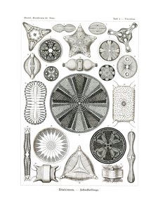 Diatomea, 1899-1904 de German School