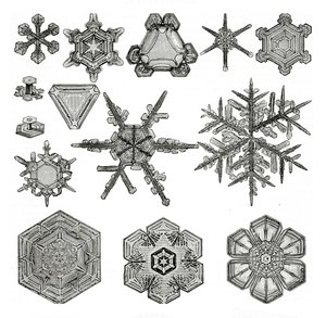 Diferentes formas de copos de nieve de German School