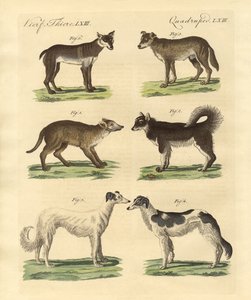 Diferentes tipos de perros de German School