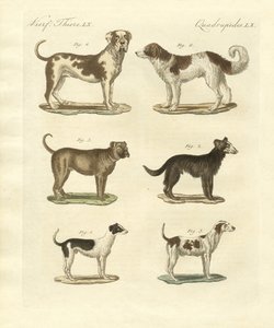 Diferentes tipos de perros