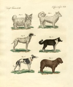 Diferentes tipos de perros