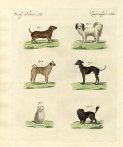 Diferentes tipos de perros
