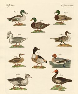 Diferentes tipos de patos