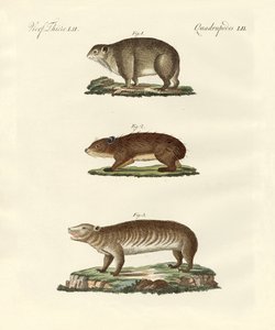Diferentes tipos de animales gordos de German School