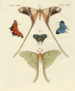Diferentes tipos de mariposas extranjeras (grabado coloreado) de German School