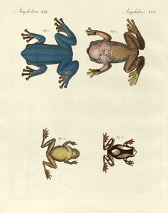 Diferentes tipos de ranas arborícolas extranjeras (grabado en color)