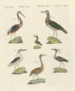 Diferentes tipos de garzas de German School