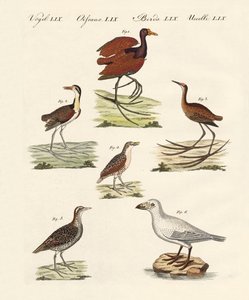 Diferentes tipos de aves de pantano