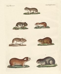 Diferentes tipos de ratones