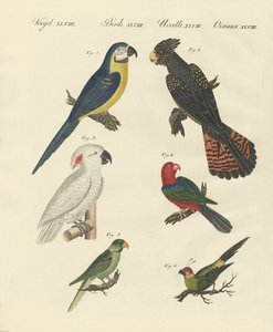 Diferentes tipos de loros de German School
