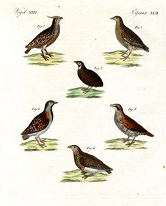 Diferentes tipos de codornices de German School