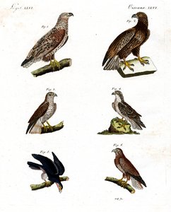 Diferentes tipos de rapaces de German School