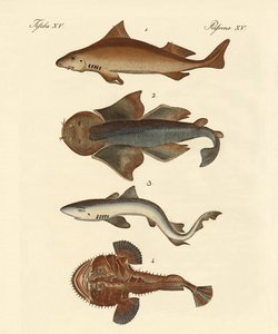Diferentes tipos de tiburones de German School